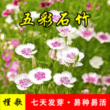 简雪太阳花种子重瓣混色盆栽花卉松叶牡丹种子四季种植易活半枝莲花籽室内外阳台庭院花卉种子 五彩石竹500粒