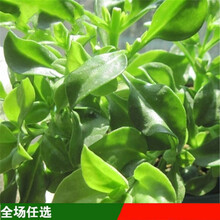 纳格兰菜用穿心莲种子阳台盆栽四季播蔬菜种子四季种田七三七种子 穿心莲约100粒(原厂彩包)