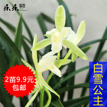 兰花苗 建兰白雪公主 带有香水的花苞出售有香味的兰花四季开花卉室内阳台植物 促销：建兰白雪公主7苗连体带花 裸根不带土