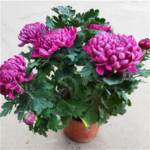 千芳阁 盆栽菊花苗 大菊花苗 秋菊 九月菊花盆栽室内庭院花卉绿植四季菊花带花苞发货 深紫色 大苗 花期带花