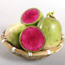 樱桃萝卜种子 迷你萝卜种籽生吃小水果萝卜四季可种蔬菜种子 满堂红心里美萝卜50克分装