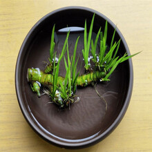 菖蒲水培水生盆栽植物花卉草庭院池塘养龟微造景观室内外四季绿植 不含盆 菖蒲根长10厘米1株