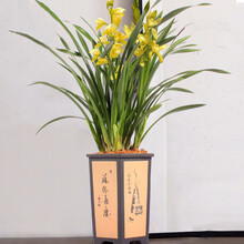 金之春 兰花苗大花蕙兰墨兰建兰 花卉盆栽绿植室内植物盆景盆栽 6连体金太子