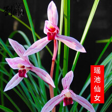 刘阁兰花苗 蕙兰红草红香妃 鸿运当头 冬带浓香花苞出售室内外绿植物花卉盆栽 瑶池仙女4苗连体裸根