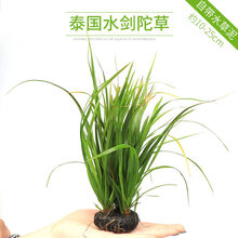 大九叶皇冠草真水草鱼缸装饰活体懒人水草淡水有茎类中后景阴性草 泰国水剑陀