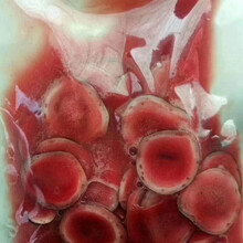 鲜鹿茸切片 带血鹿茸片 含血量足  可泡酒 煲汤 男士滋补20克起卖滋补泡酒料 50克鹿茸片加酒发申通