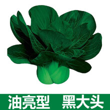 黑大头菜籽青菜种子原装大叶黑叶油亮矮脚苏州青上海青菜蔬菜种孑 黑大头50克原装三包
