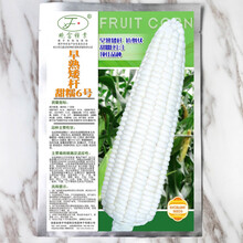 晓富白甜糯玉米种籽甜加糯高产四季蔬菜 白 早熟矮杆甜糯6号 200g 皮薄无渣超好吃