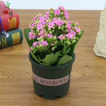 芊绣多肉植物长寿花盆栽绿巴黎重瓣花苗带花苞四季花不断室内阳台花卉 粉色长寿花+加仑盆