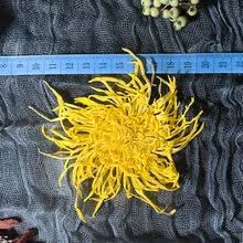 【12cm特级金丝皇菊】特大超大朵一朵一杯菊花茶胎菊贡菊 100朵袋装