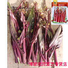 广东菜心种籽油菜籽种四季红菜苔种孑四九菜心种宁夏甜菜心种子50 鲜红65红菜苔原装10克X3包