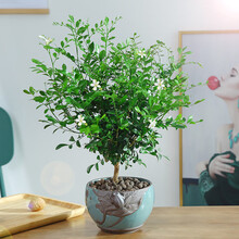 九里香盆栽四季开花九里香花苗七里香苗浓香怡人室内阳台外庭院植物 九里香4年苗(当年开花) 原土发货