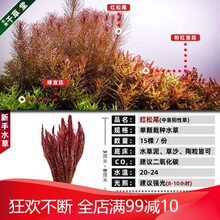 新手懒人活体淡水鱼缸水族箱装饰增氧中后景水草造景植物套餐 红松尾15棵一份 - (同款拍2发3)