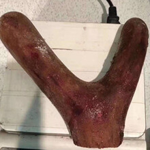 东北吉林梅花鹿整枝泡酒鲜鹿茸整只鹿场直供鹿茸鲜鹿茸下单 300克茸头连刀切