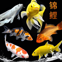 锦鲤鱼活体观赏鱼淡水冷水鱼黄金红白纯种锦鲤鱼苗金鱼风水鱼玄学鱼华狄 七星高照 黄金2+红白3+三色2 8-10cm