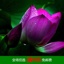 开口碗莲种子四季播种水培盆栽荷花睡莲花种籽绿植水生花卉绿植 美女30粒+盆+营养液+荷塘泥