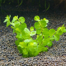 [京选推荐]易养耐养好活不用水草泥的真水草活体水草植物绿菊蜈蚣皇冠水榕 绿10支(带固定环1个)