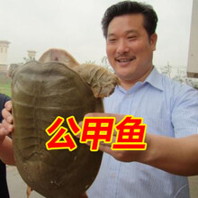 绿色召集令公甲鱼王八团鱼水中华老鳖乌龟鱼1.5-5斤 【公甲鱼】1.5斤