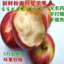 玫栀 新鲜粉面沙苹果宝宝刮泥老人吃面苹果农家水果5斤【坏果包赔】aa 85mm(含)-90mm(不含) 2500g