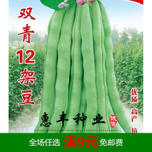 双青12号架豆王种子 四季豆适合大面积种植 蔓生早熟高产豆角种子 500克