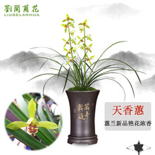 刘阁兰花苗 蕙兰新品浓香兰花 天香蕙 冬带花苞出售室内室外绿植兰草花卉盆栽 3苗连体裸根