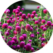 （正常发货）太阳花种子 波斯菊种子混色 盆栽易种花种子 格桑花 花卉植物花籽 四季播 千日红 200粒