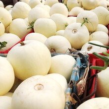 美农汇 甜瓜种子 京蜜一号早熟香瓜种子杂交薄皮抗病 香瓜种子 白皮甜瓜种籽 甜瓜种籽 春季瓜种子 香满园50粒(糖度高 薄皮)