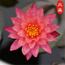 水草种子碗莲种子水培植物花种子室内水养盆栽水生荷花睡莲花种籽 A款火鸟30粒+营养液1瓶
