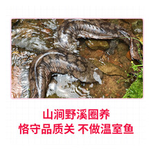 愚港新鲜活大鲵哇哇鱼 大娃娃鲵鱼 山涧养殖 高端食材礼物 网红美食 新鲜活大鲵娃娃鲵鱼8斤/只