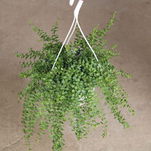 蝴蝶之舞 百万心吊兰植物室内阳台多肉串钱藤花卉四季常青盆栽吊篮新奇绿植 百万心25颗左右大盆发货 原盆发货