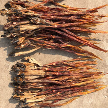 鹿场 新鲜鹿鞭 整条 干鹿鞭 整枝 成年干鹿鞭一条 干鹿筋300克