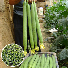 寿禾 肉丝瓜种子水瓜丝瓜种苗高产蔬菜水瓜大花点肉棱角丝瓜四季阳台盆栽菜瓜蔬菜寿光春季蔬菜种子菜籽种籽 （光滑）丝瓜苗5棵