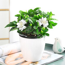 【莎之槿园艺】栀子花盆栽花卉带花苞绿植室内阳台桅子花好养的花四季开花植物观花花卉桌面盆栽植物 懒人盆【90#栀子花】 含盆