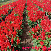 一串红种子春秋播多年生阳台庭院盆栽一串蓝花苗象牙红串串红花籽 高杆一串红种子 50克