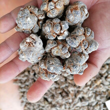 云南文山正宗春三七头(田七头) 100克 250克 500克可代切片 26头带剪口500克 三七(整头)