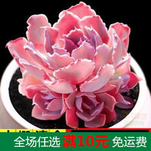 新款 多肉植物组合盆栽 肉肉大株绿植花卉室内含盆带土 褐色 晚霞之舞3-5公分 1-2CM