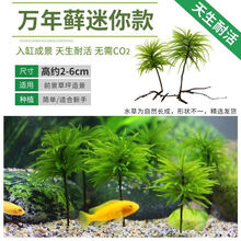 【京选推荐】水草鱼缸鱼草万年藓水草活体耐活耐低温苔藓鱼缸水族箱生态瓶造景 万年藓3颗送1颗(迷你款2-5cm)