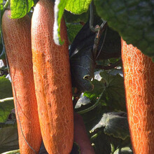 寿禾黄瓜种子秋季黄瓜籽老黄瓜秧苗春夏播种菜种籽种业水果黄瓜大长翠绿心阳台大田家庭疏蔬菜种植菜籽菜仔 卓艺新金山老黄瓜10克/袋