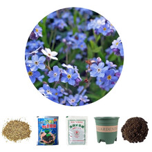 乐子君 勿忘我种子易种四季花草花卉盆栽庭院室内外四季开花不断花种籽子 勿忘我200粒+花盆+营养土+肥