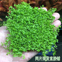 水草活体水草植物前景水草趴地矮珍珠迷你矮珍珠牛毛草皮造景真水草 趴地带不锈钢网片8*8厘米1片