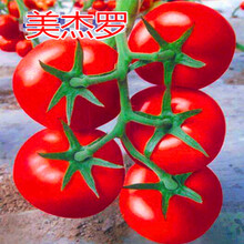 番茄种子以色列进口大红西红柿种籽耐寒大果产量高蔬菜美杰罗 美杰罗500粒分装