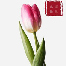 点播园林 进口荷兰郁金香耐寒种球家庭园艺盆栽公园绿化郁金香种球 Y6+肥料+8个种球