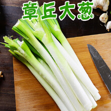 山东章丘大葱新鲜铁杆长葱农家香葱去叶葱白甜葱特产蔬菜 1500g