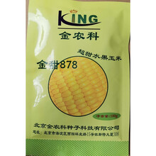 超甜水果玉米种子 金甜878牛奶香生吃鲜食四季蔬菜水果甜玉米种子 100克【金甜878】超甜水果玉米