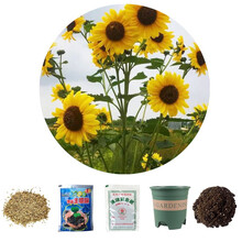 乐子君 勿忘我种子易种四季花草花卉盆栽庭院室内外四季开花不断花种籽子 向日葵100粒+花盆+营养土+肥