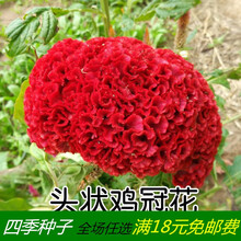 凤尾鸡冠花种子穗状鸡冠花苗扇状鸡冠花种苗景观花卉种子四季播 红色鸡冠花 200粒(送肥料)
