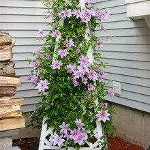 沭之美 铁线莲 大花重瓣铁线莲种根 爬藤植物盆栽铁线莲种根花卉室内阳台庭院攀爬奇趣植物 蜜蜂之恋 裸根