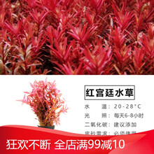 鱼缸活体水草植物造景懒人增氧莫斯种子淡水水榕中后景真装饰套餐 红宫廷