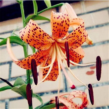 沭之美百合花种球盆栽 香水百合带芽花苗套餐 盆栽花卉绿植 花斑卷丹 仿木桶盆套装