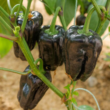 寿禾 彩椒种子灯笼椒青椒红黄紫白菜椒甜椒苗辣椒苗方椒冬季春季播种蔬菜苗种苗寿光菜种籽菜籽 黑紫色麻椒种子 10粒x3包